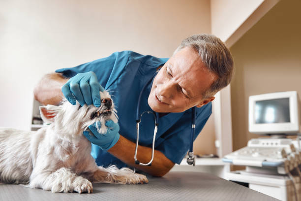 Best Emergency Dental Care for Trauma or Injury in Cheshire Village, CT